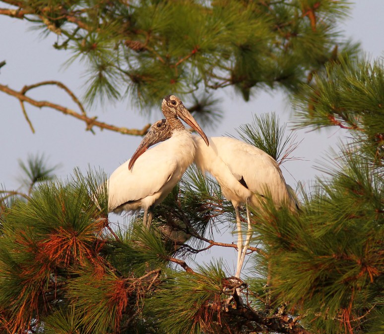 Wood Storks In Love 