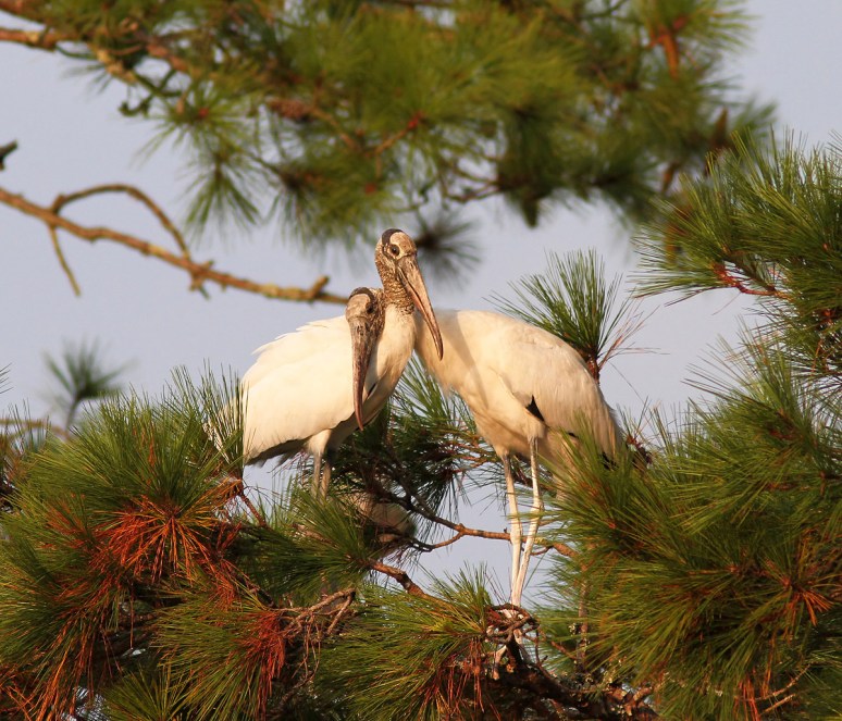 Wood Storks In Love 