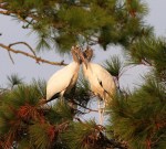 Wood Storks In&nbsp;Love