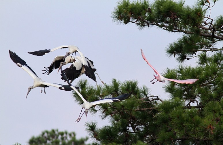 Wood Storks Panic and Fly 