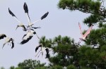 Wood Storks Panic and&nbsp;Fly