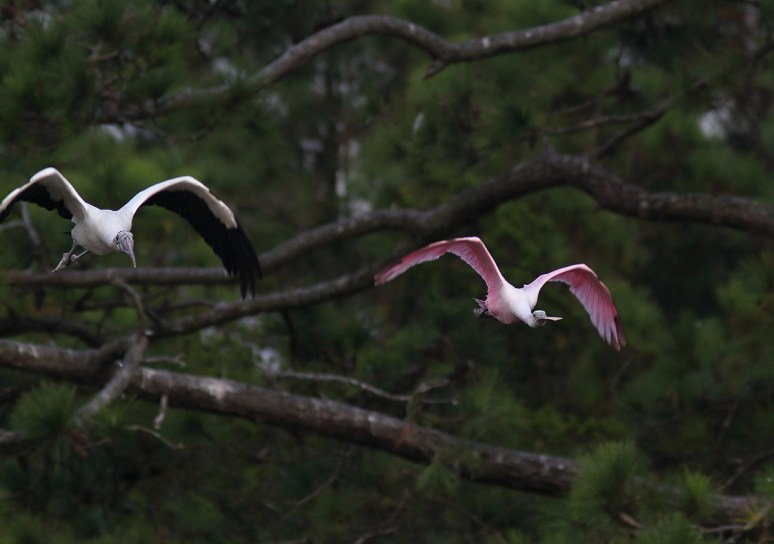 Wood Storks Panic and Fly 