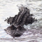 Yesterday at the&nbsp;Marsh