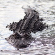 Yesterday at the Marsh 