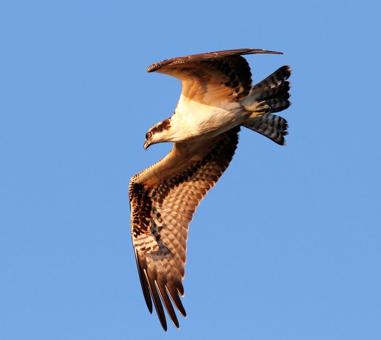 Yesterday at the Marsh 