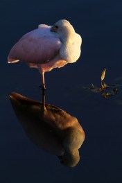 Yesterday at the Marsh 