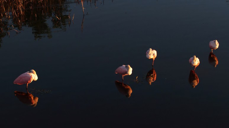 Yesterday at the Marsh 