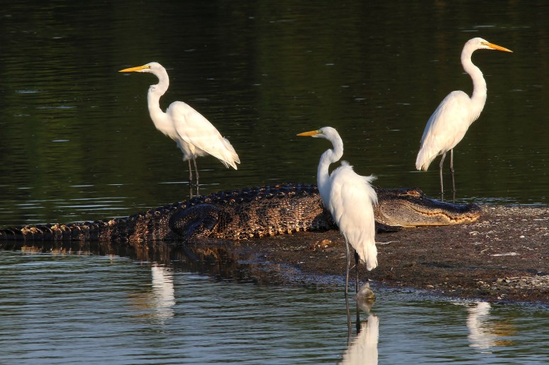 Alligator and Egrets