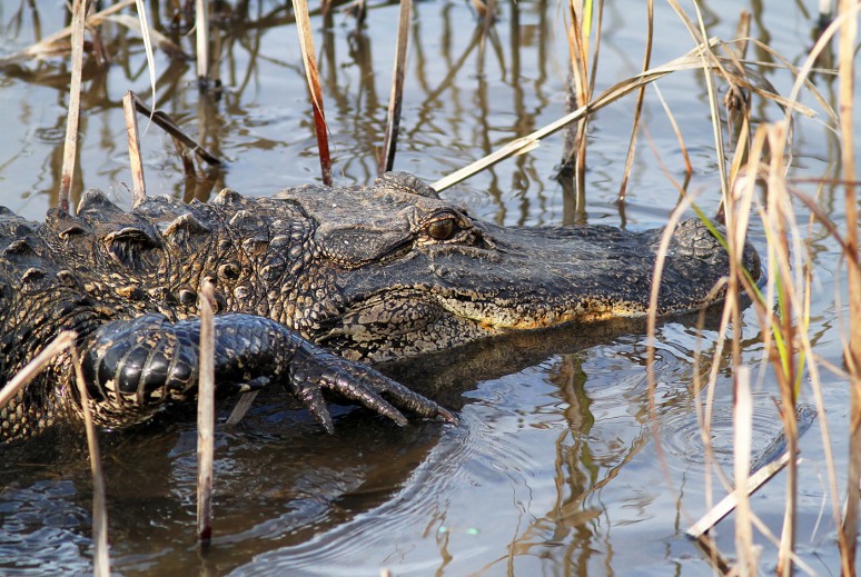 Alligator Finds Flip Flop 