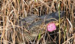 Alligator Finds Flip&nbsp;Flop