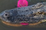 Alligator Finds Flip&nbsp;Flop
