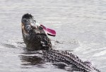 Alligator Finds Flip&nbsp;Flop