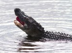 Alligator Finds Flip&nbsp;Flop