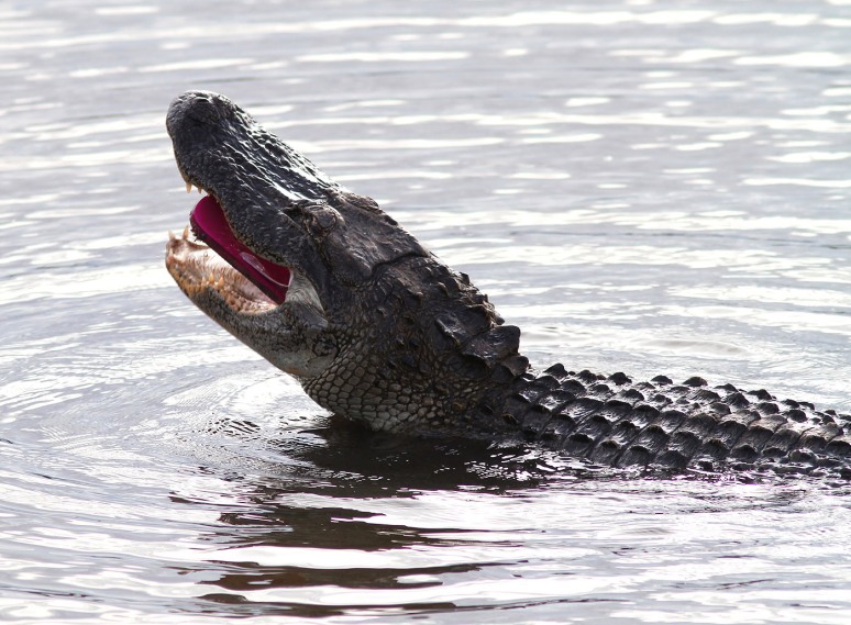 Alligator Finds Flip Flop 