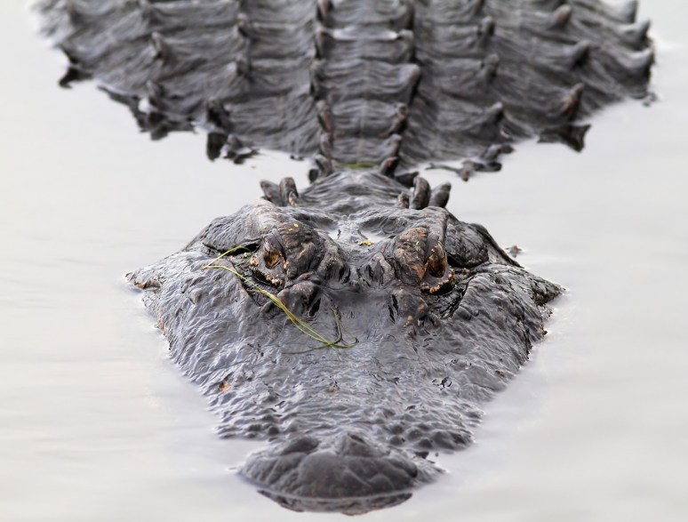 Big Alligator Head