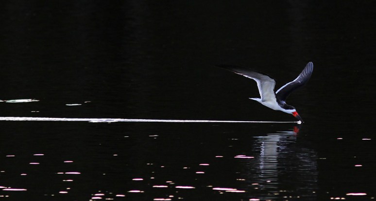Black Skimmer in Late Evening
