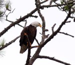 Eagle Annoyed By&nbsp;Mockingbirds
