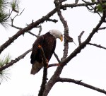Eagle Annoyed By&nbsp;Mockingbirds