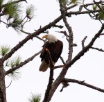 Eagle Annoyed By&nbsp;Mockingbirds