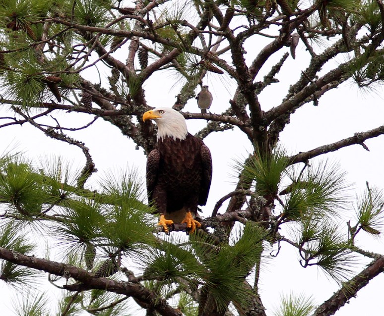 Eagle Annoyed By Mockingbirds 