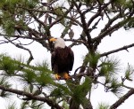 Eagle Annoyed By&nbsp;Mockingbirds