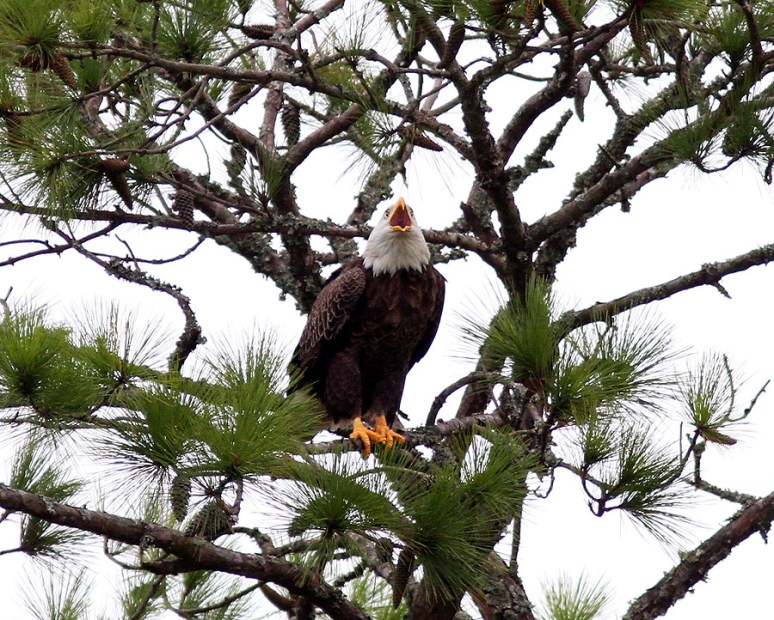 Eagle Annoyed By Mockingbirds 