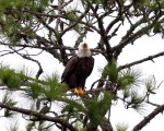 Eagle Annoyed By&nbsp;Mockingbirds