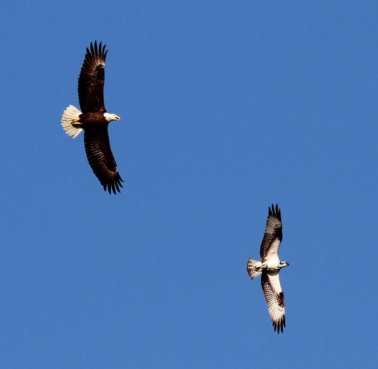 Eagle Chasing Osprey 
