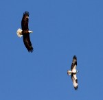 Eagle Chasing Osprey