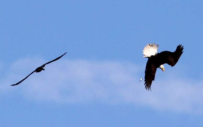 Eagle Chasing Osprey 
