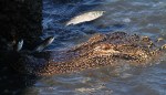 Flying Fish in the Salt&nbsp;Marsh