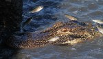 Flying Fish in the Salt&nbsp;Marsh
