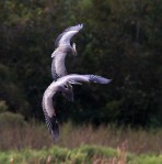 GBH Battle in Mid&nbsp;Air