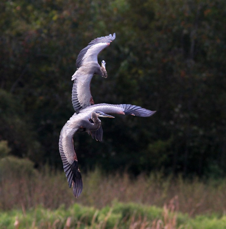 GBH Battle in Mid Air