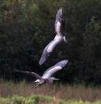 GBH Battle in Mid&nbsp;Air