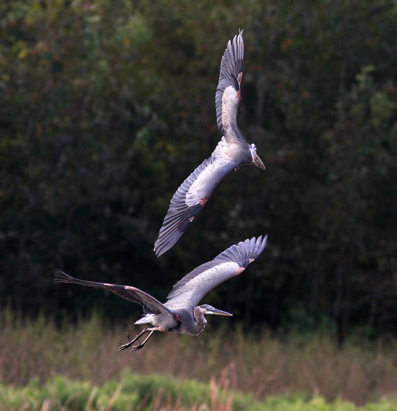 GBH Battle in Mid Air