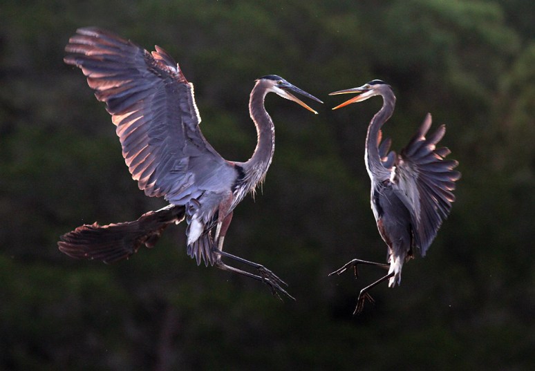 GBH Battle in Mid Air