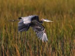 GBH Flies Over&nbsp;Reeds
