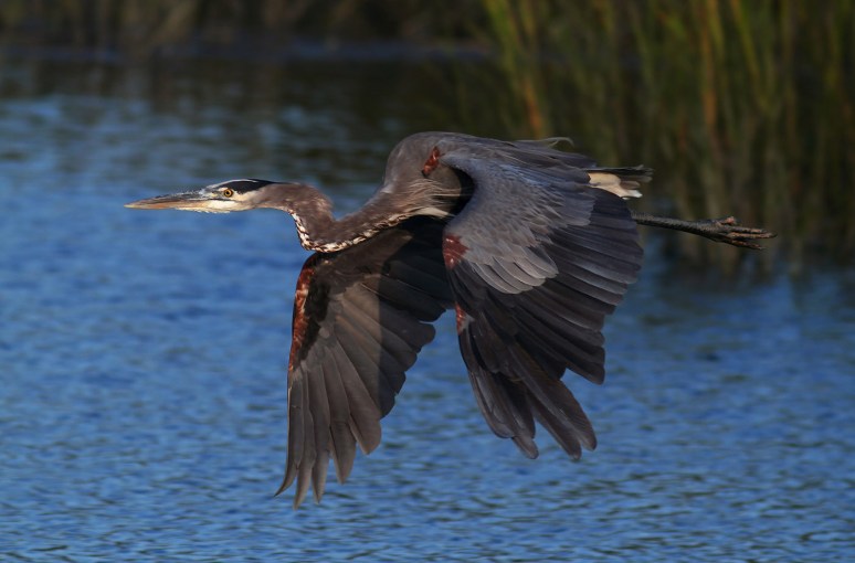 GBH Flight Across the Salt Marsh 