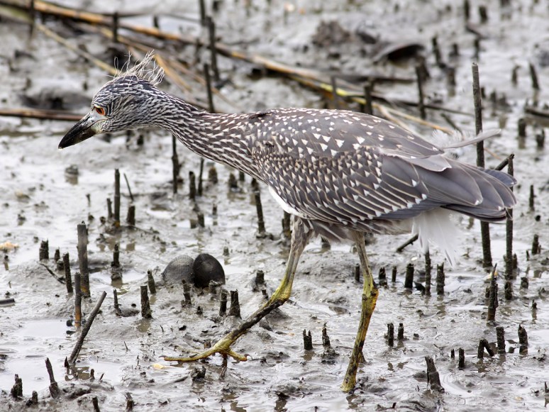 Juvie Night Heron Catches Crab 