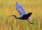 Little Blue Heron&nbsp;Flight