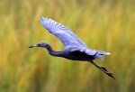 Little Blue Heron&nbsp;Flight