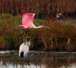 Mr Cranky Jump&nbsp;Off