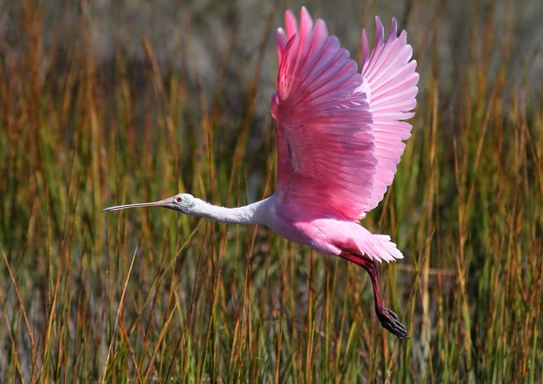 New Improved Mr Cranky 