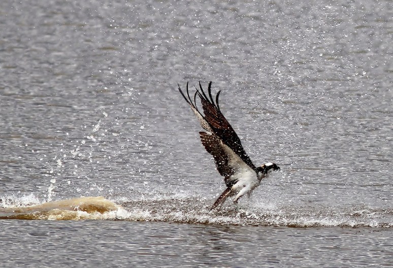 Osprey Fishing 