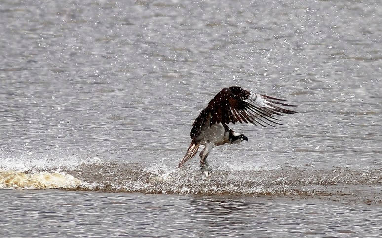 Osprey Fishing 