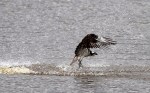 Osprey Fishing
