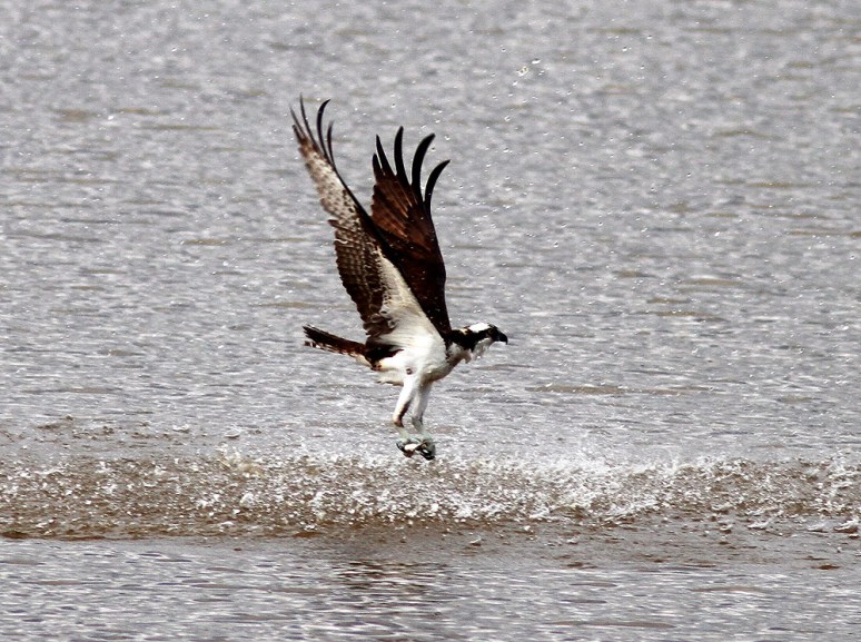 Osprey Fishing 