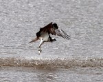 Osprey Fishing