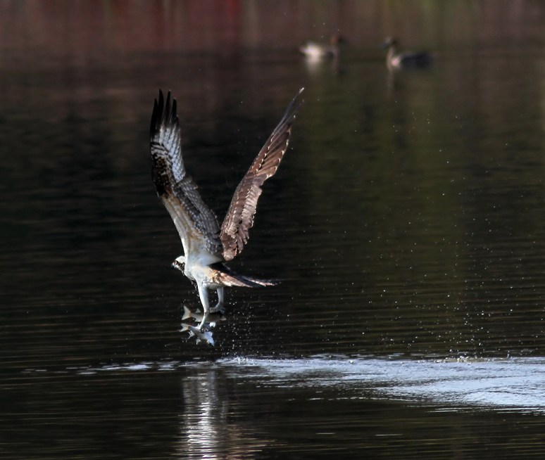 Osprey Grabs Two Fish